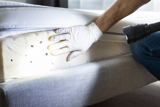 Best Pest Prevention Services  in Mount Sinai, NY
